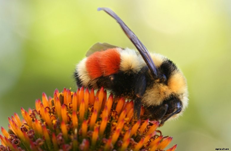 Hunt’s bumble bee 1